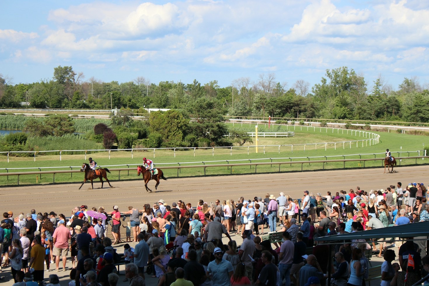 Paddock Secrets: Evaluating Thoroughbreds Before Post Time